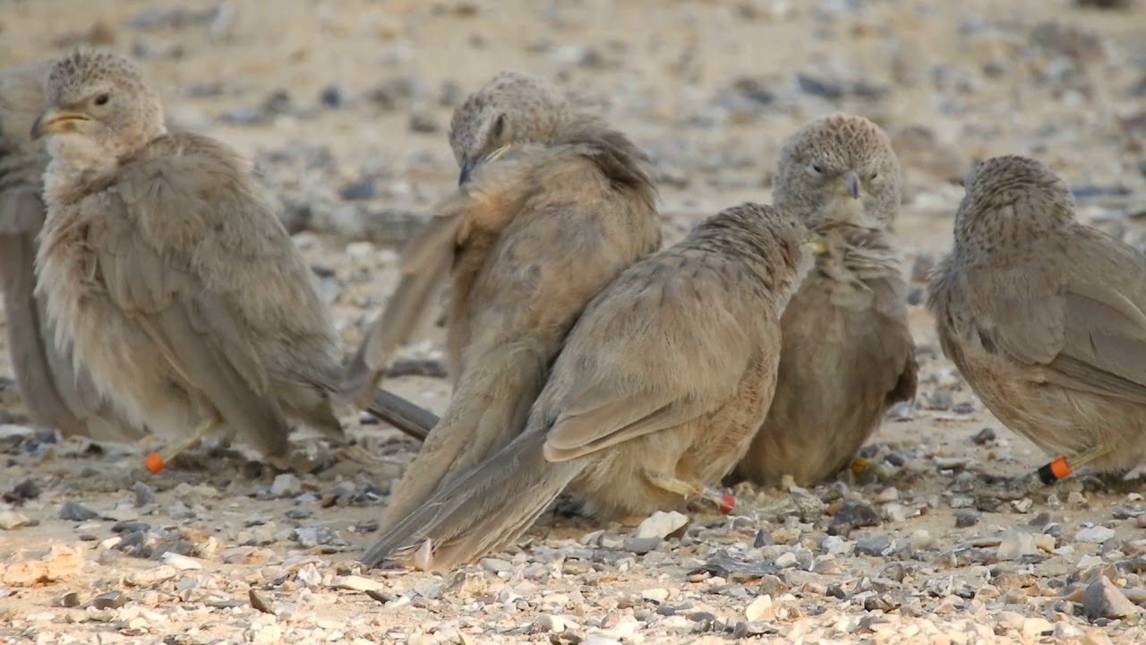 Bird Watching Tours in Jordan – Best Adventure Tours with Jordan Horizons